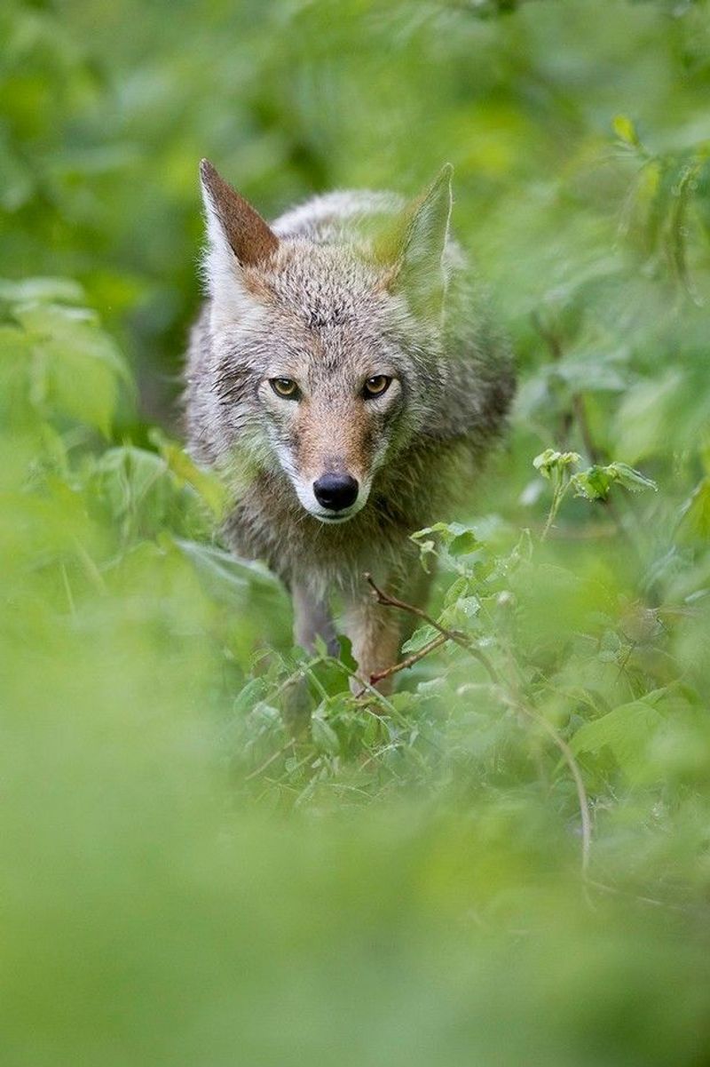 Make Loud Noises To Scare It Away