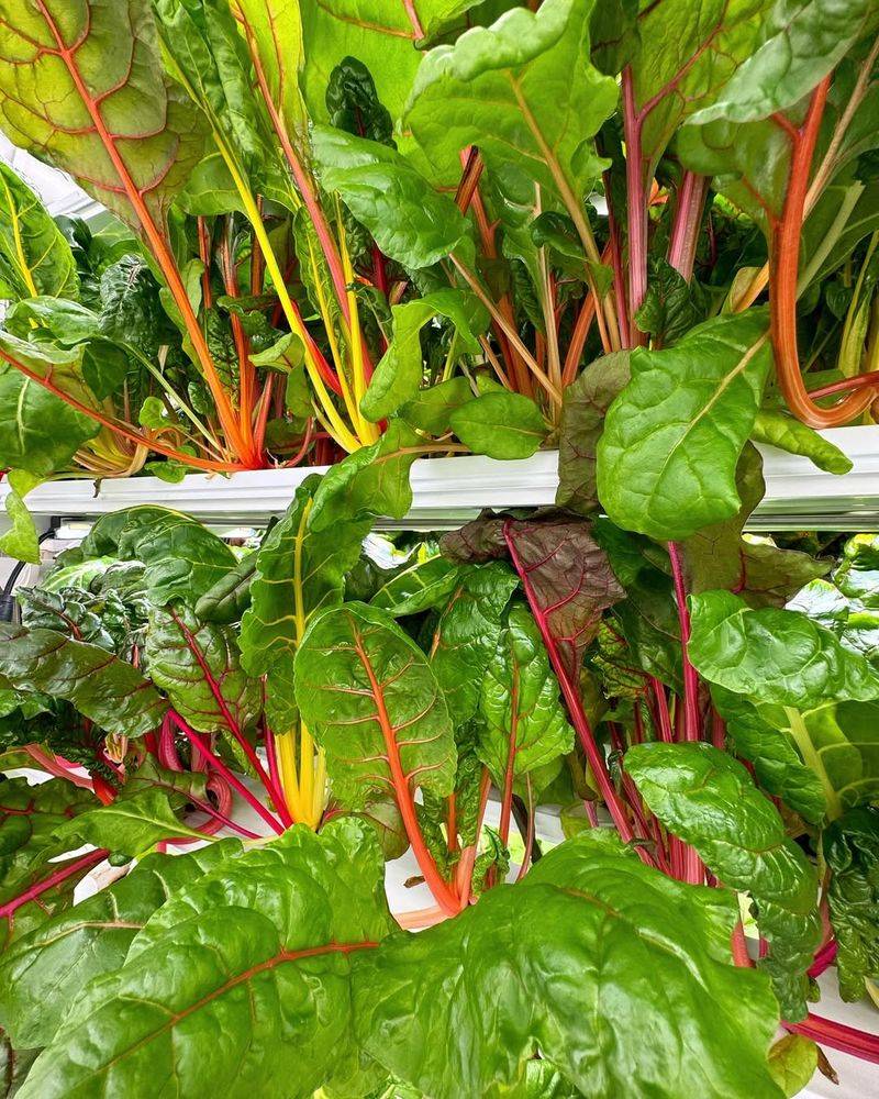 Swiss Chard