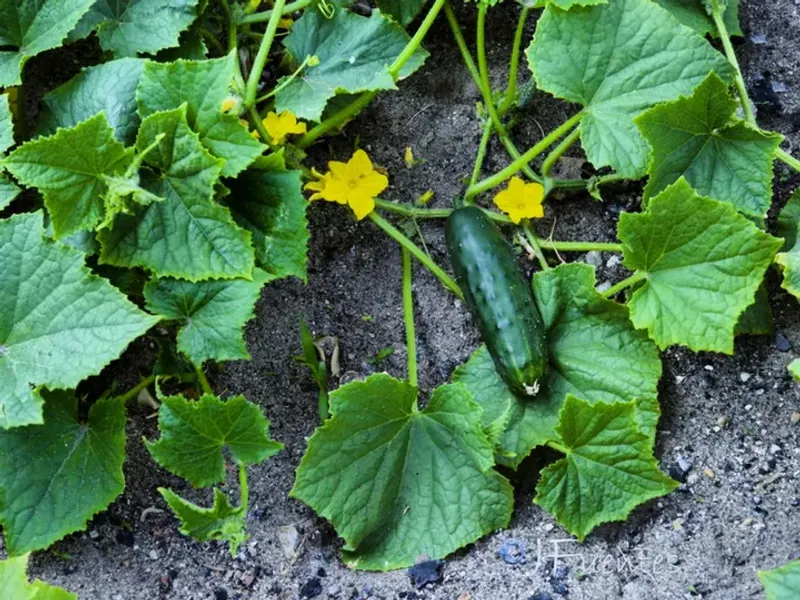 Cucumbers