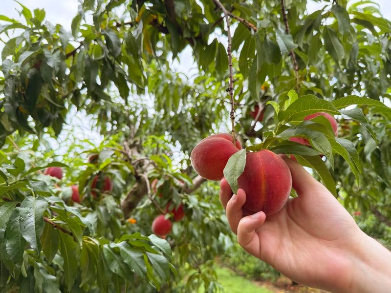 Time Final Care Around South Carolina’s Heat Peaks
