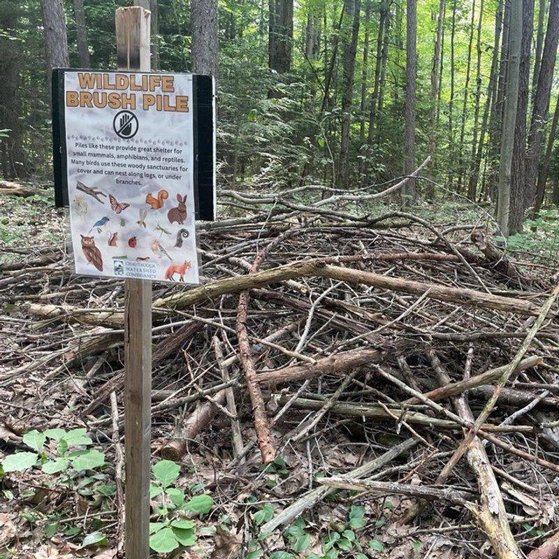 Build Brush Piles And Habitat Structures Strategically