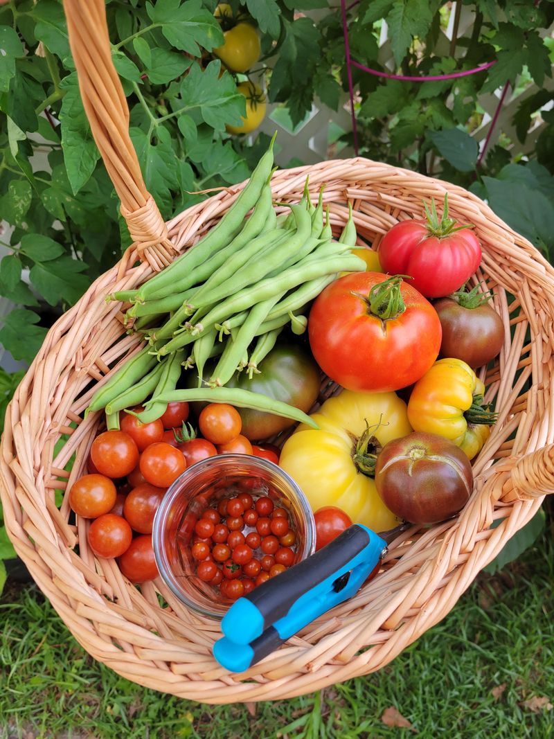 Harvest and Enjoy Your Vegetables