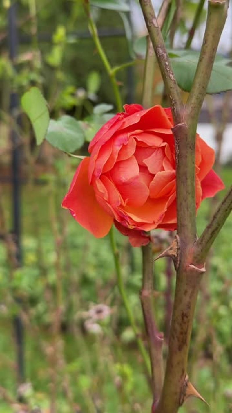 Letting Roses Rest Properly In Fall And Winter