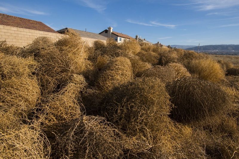 Removing Young Plants Before They Harden