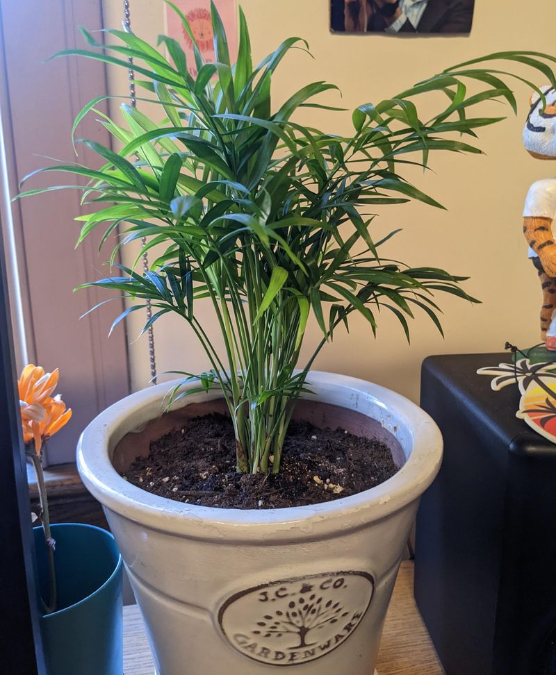 The Best Soil Mix For Indoor Palms