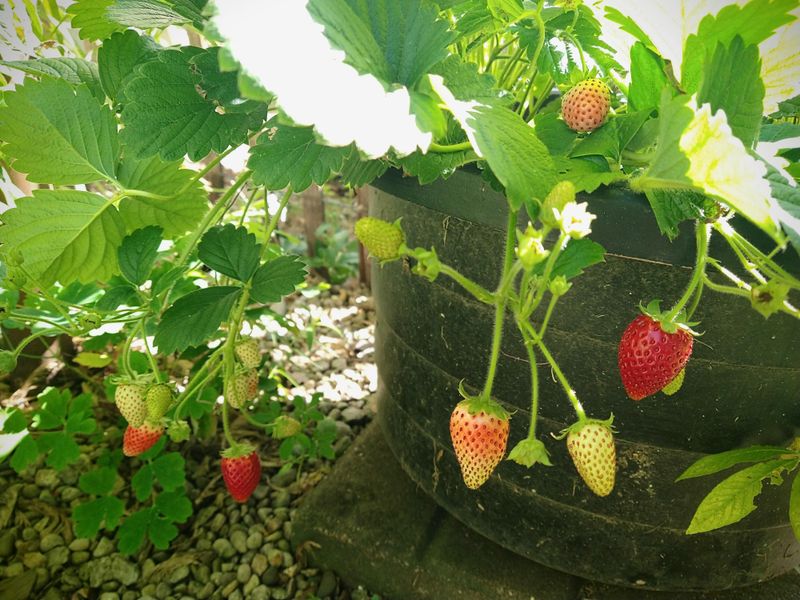 Why North Florida Gardeners See Different Results