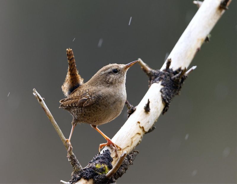 Supporting Native Wildlife