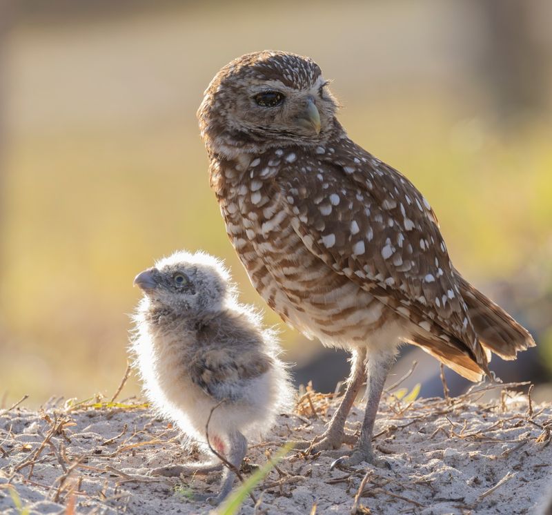 Burrowing Owls: Tiny Ground-Dwelling Neighbors