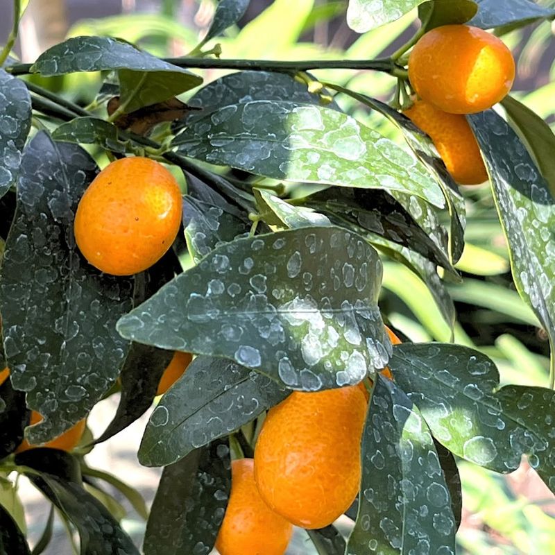 Kumquat