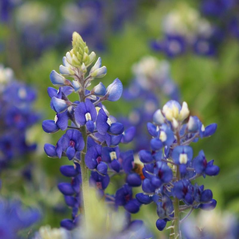 Texas Bluebonnet (Large Varieties)