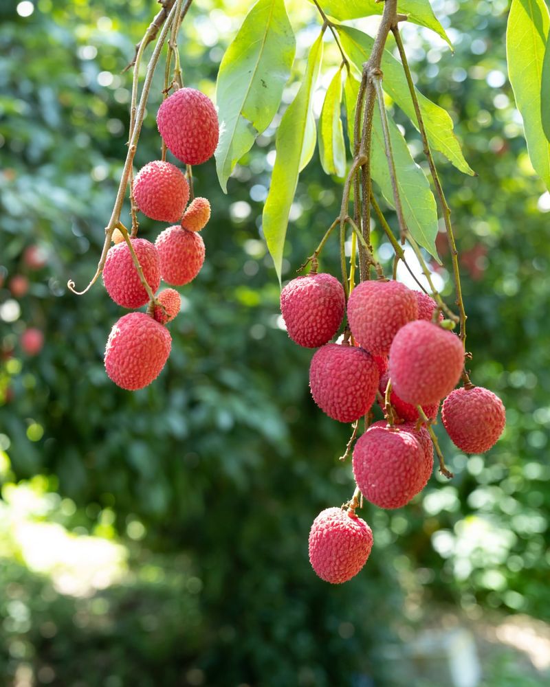 Lychee