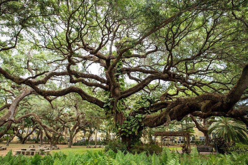 Live Oak Trees Often Covered By Local Preservation Ordinances