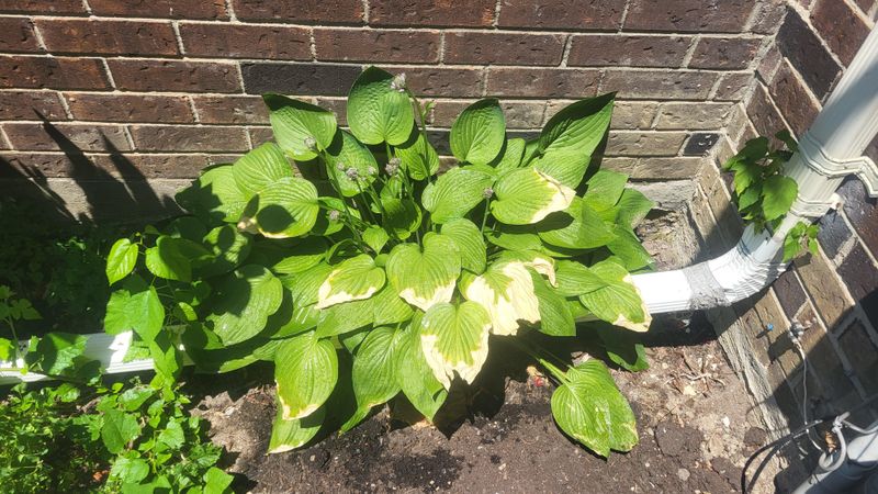 Intense Sun Can Stress Plants That Thrive Elsewhere