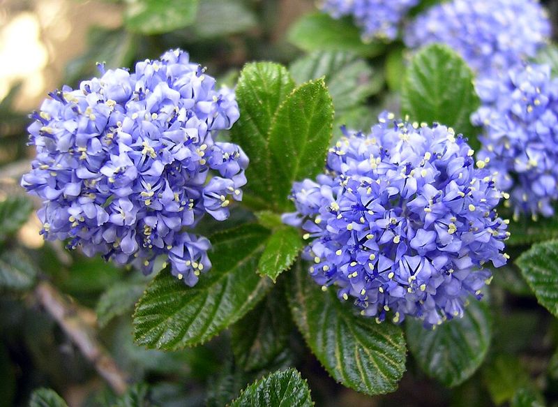California Lilac (Ceanothus spp.)
