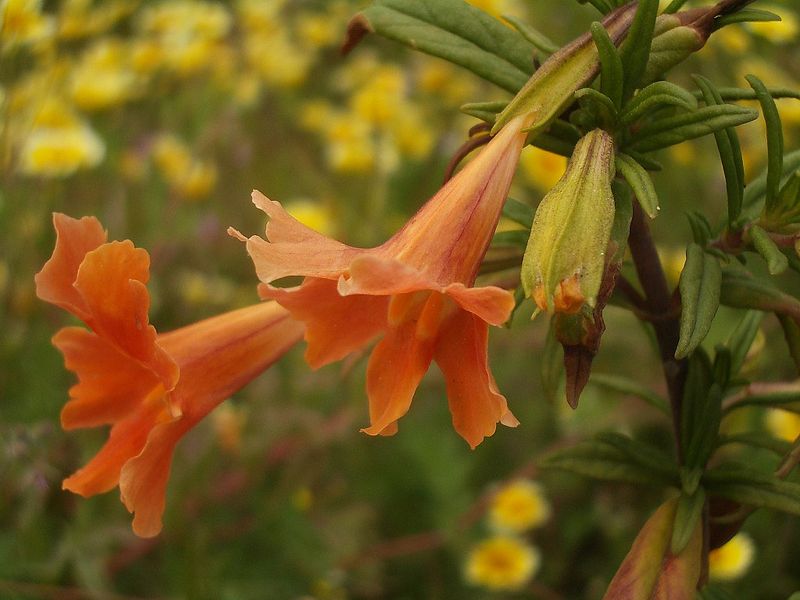 Sticky Monkeyflower (Diplacus aurantiacus)