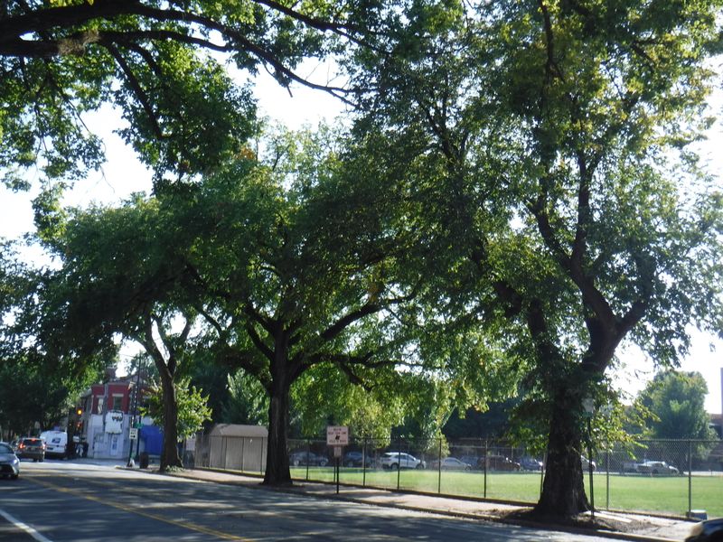 Elm Trees Under Municipal Management Plans