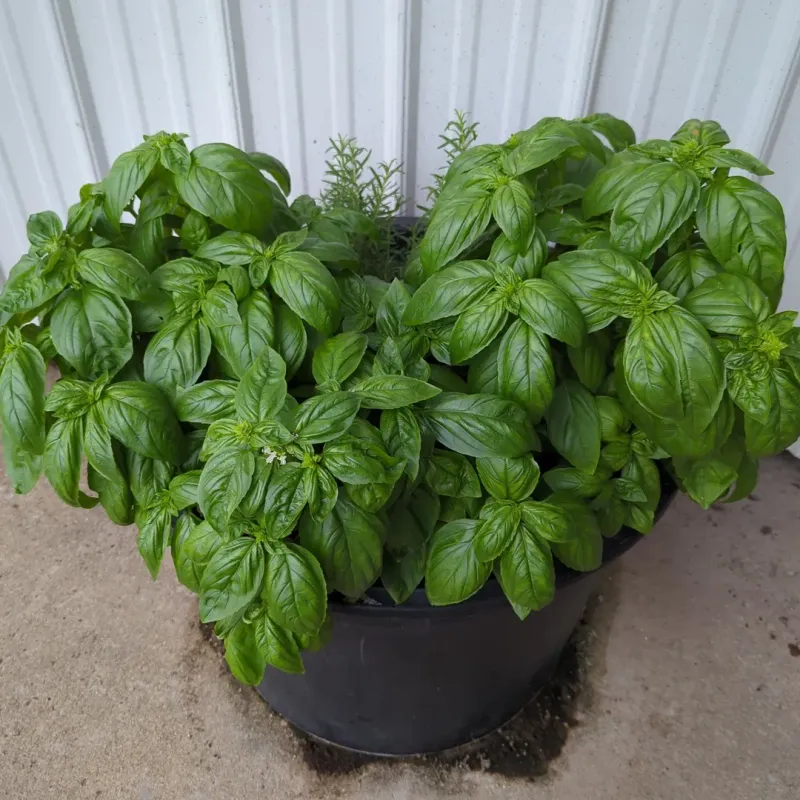 Basil Pulls Double Duty As Pest Fighter And Kitchen Favorite