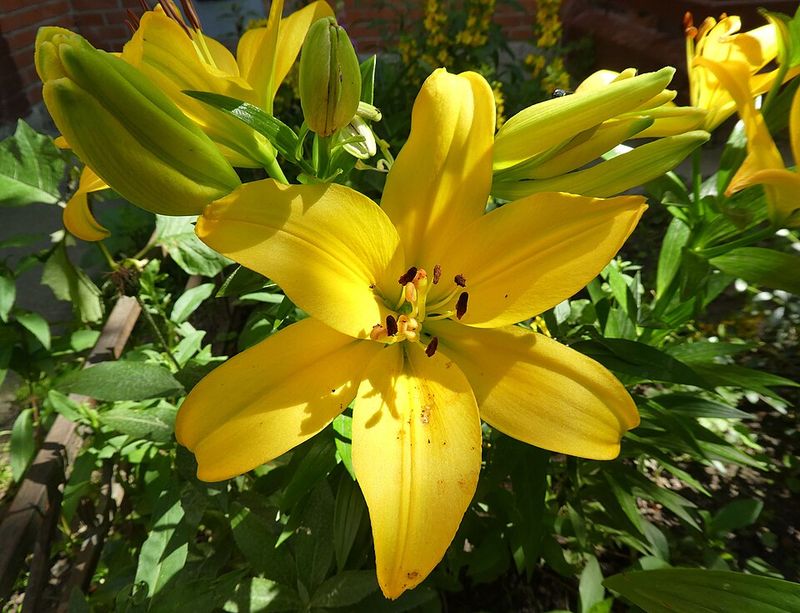 Lilies Grew In Ancient Chinese Gardens