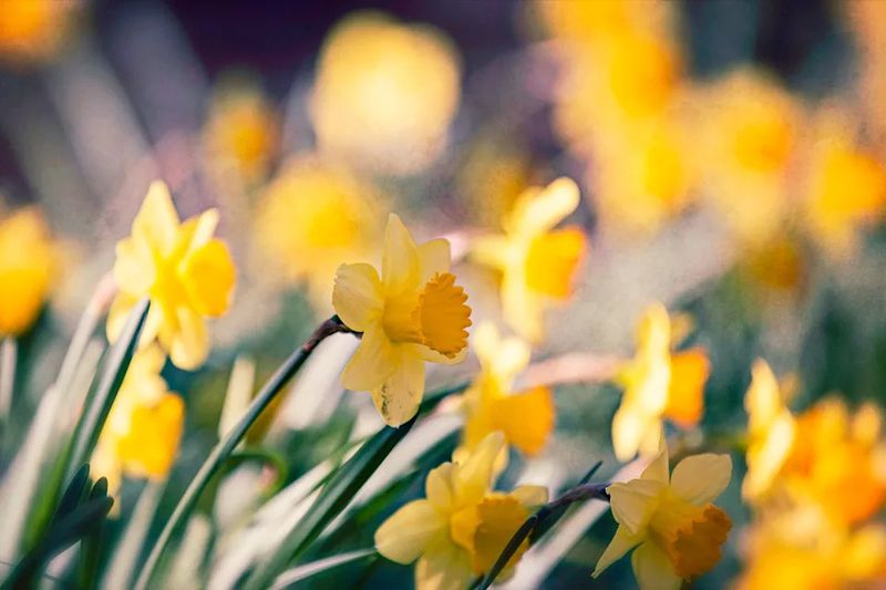 Daffodils