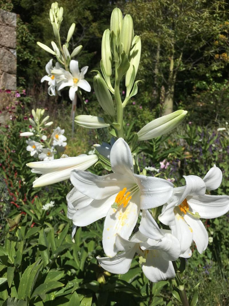Madonna Lilies