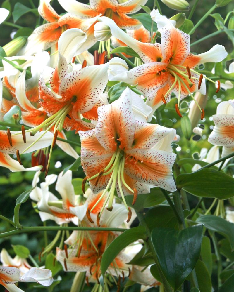 LA Hybrid Lilies (Longiflorum × Asiatic Hybrids)