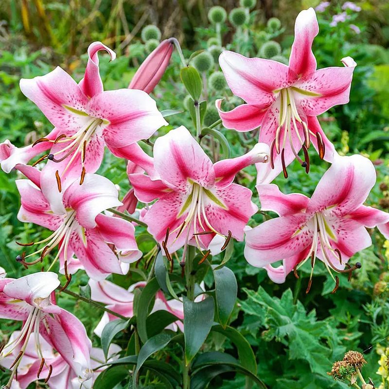 Orienpet Lilies