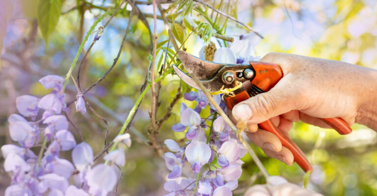 pruning wisteria (featured image)