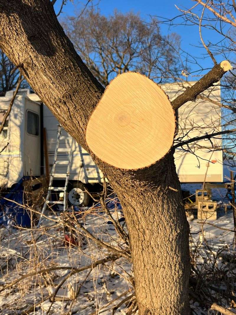 You Can Trim Branches That Cross Your Property Line