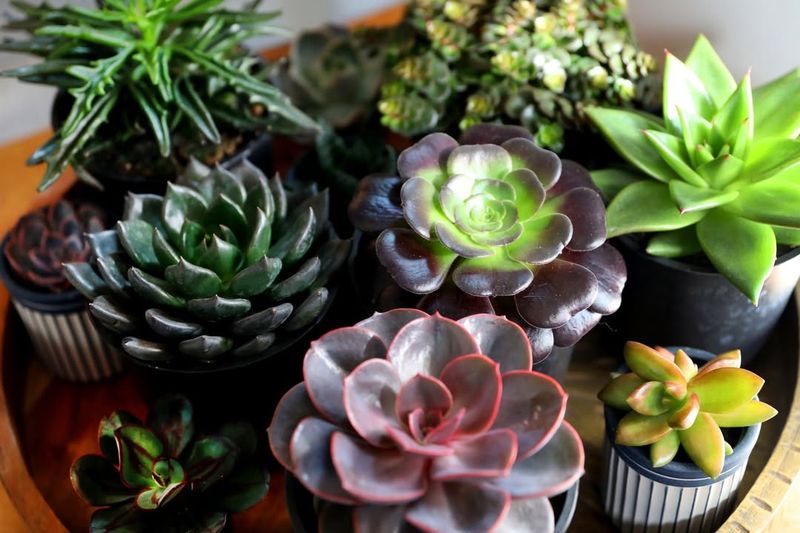 Watch For Plant Signals That Indicate Watering Needs