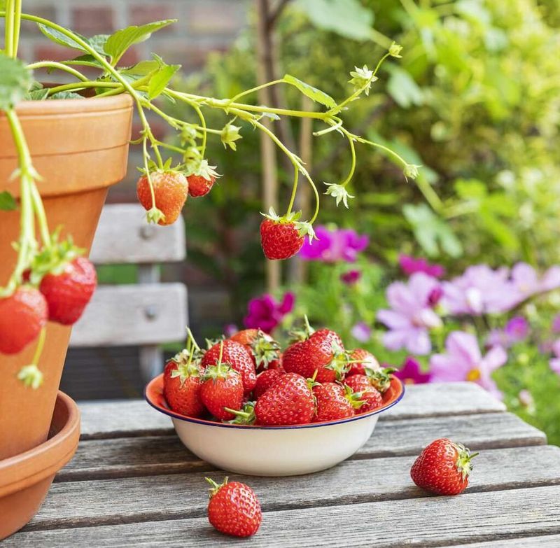 Position Containers For Optimal Sunlight Exposure