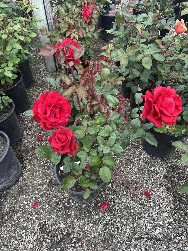 Feed Roses on a Consistent Schedule Throughout Growing Season