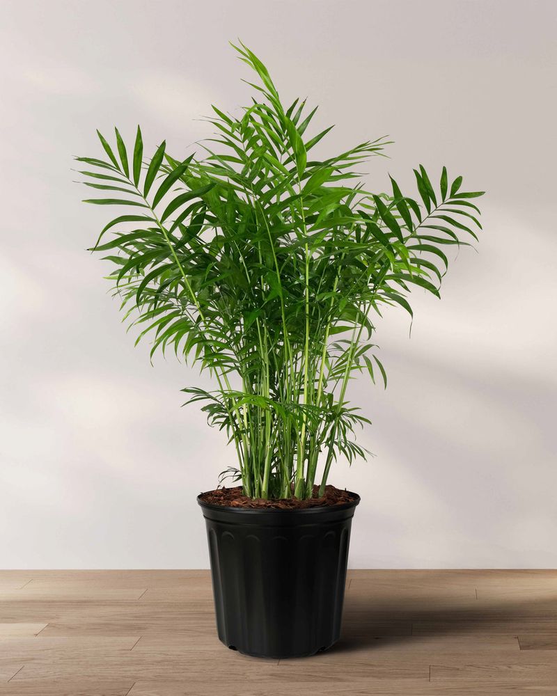 Providing Adequate Light Without Burning Fronds