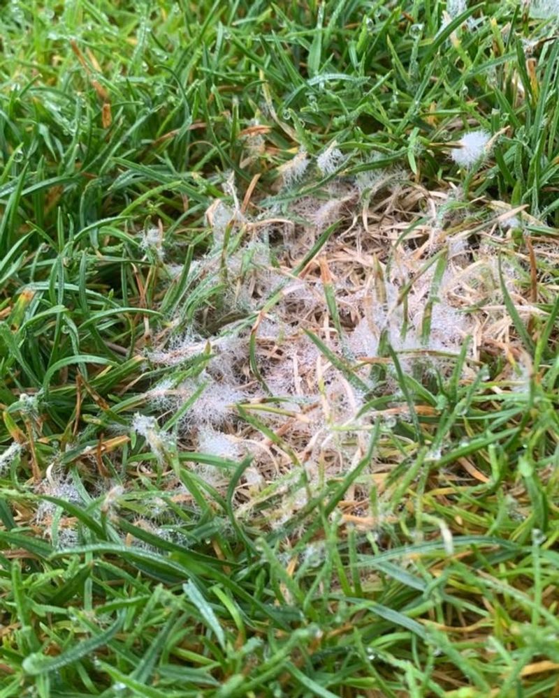 Yellow Or Gray Turf That Looks Lifeless