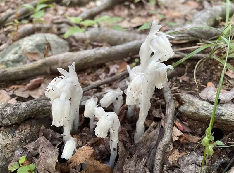 Cooler Microclimates In Northern Michigan