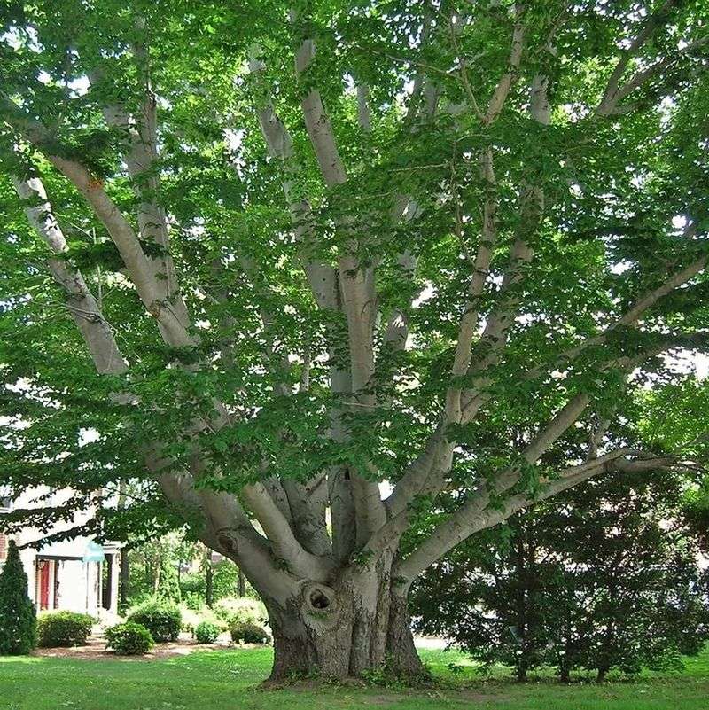 American Beech Trees In Regulated Areas