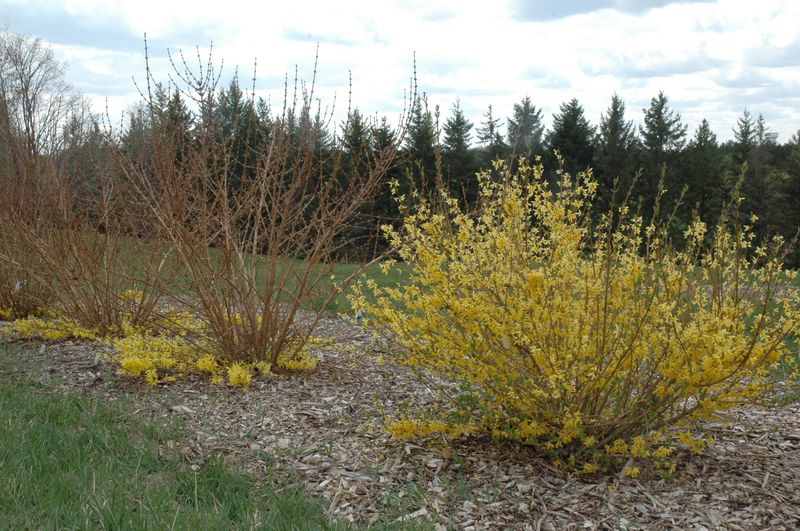 University Extension Services Recommend Post-Bloom Pruning