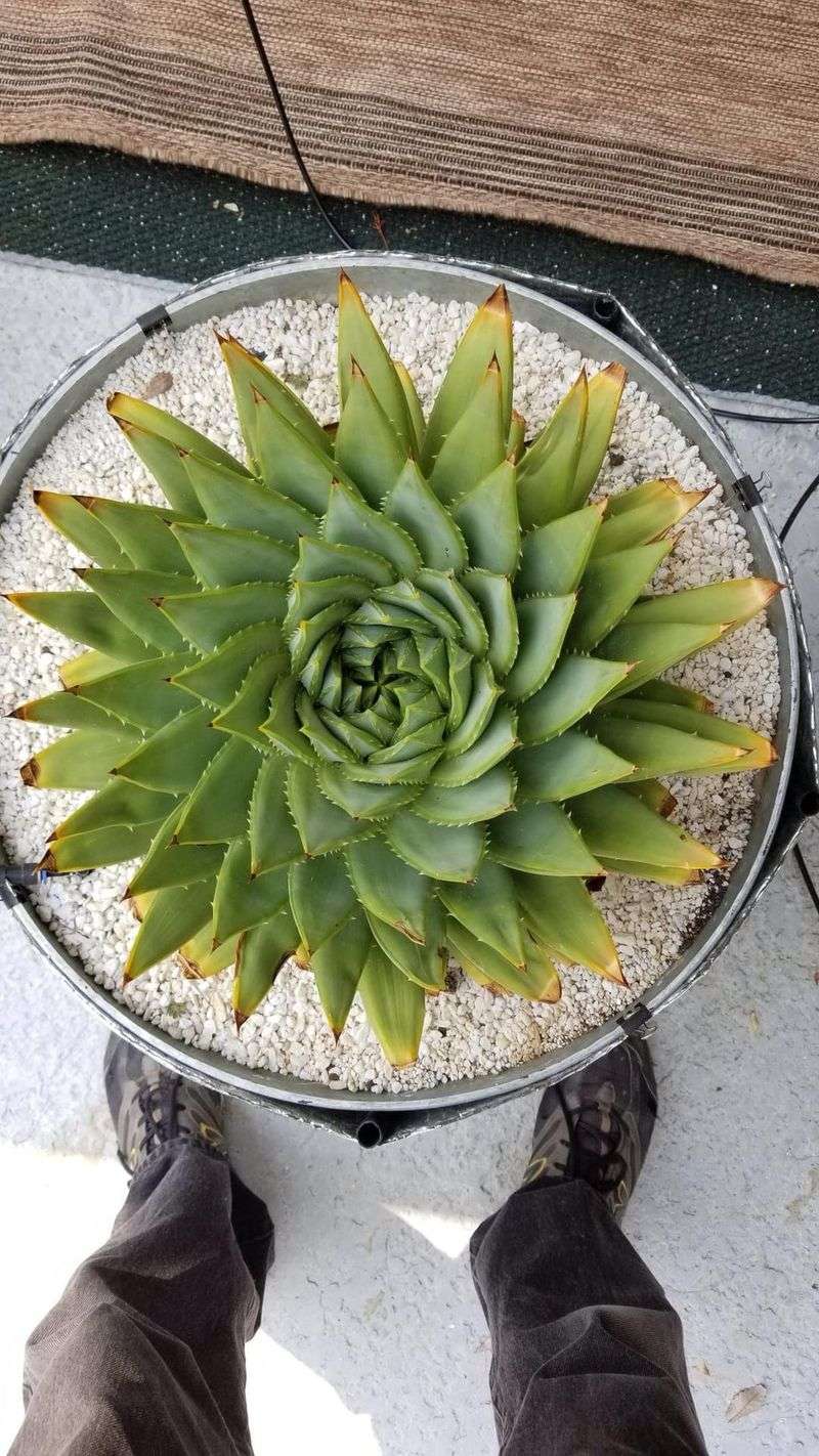 Spiral Aloe