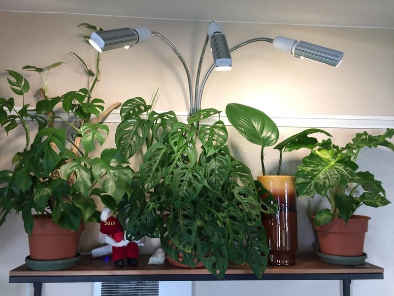 Use Grow Lights To Supplement Weak Winter Sun