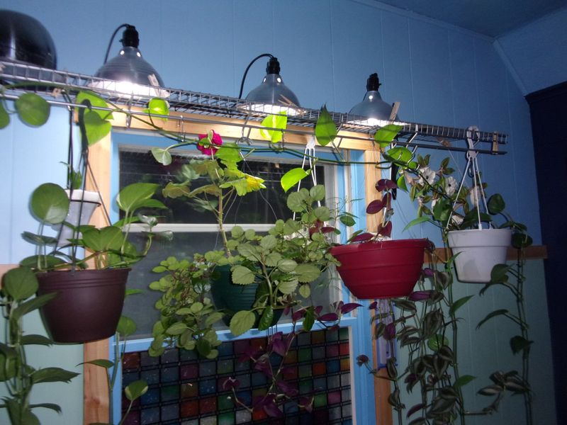 Consider Supplemental Grow Lights Wisely