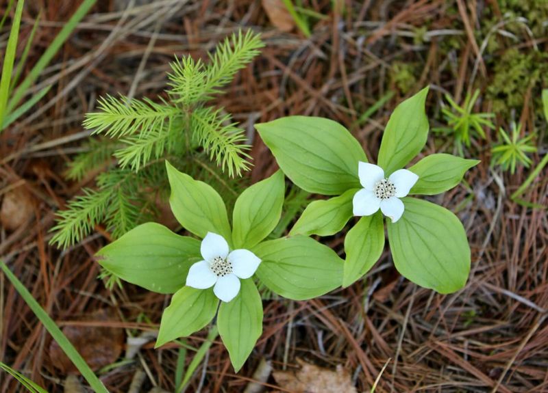 Bunchberry (Cornus canadensis)