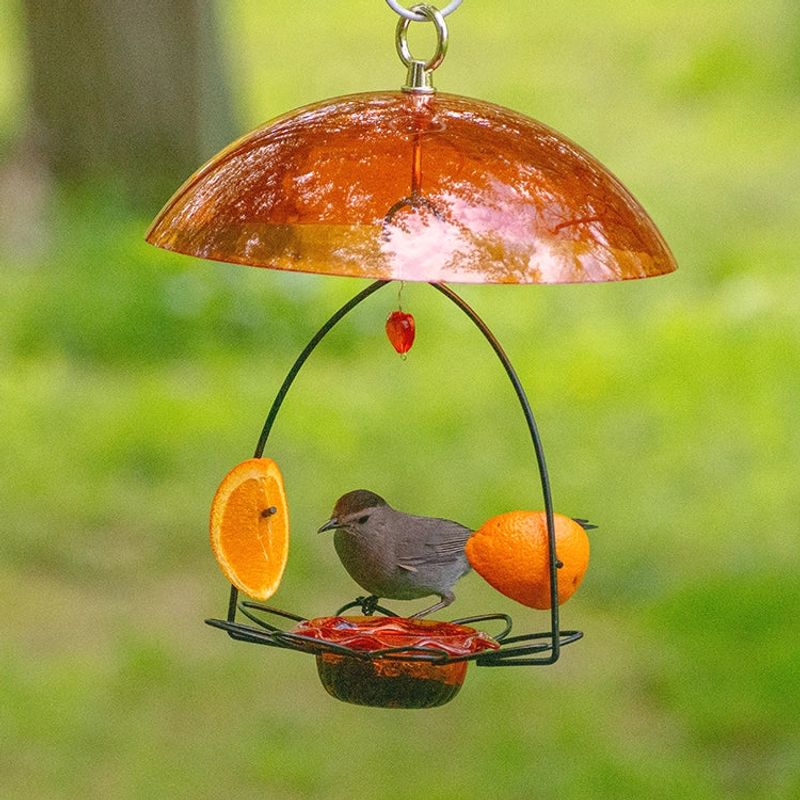 Fruit Slices Feed Robins and Cardinals