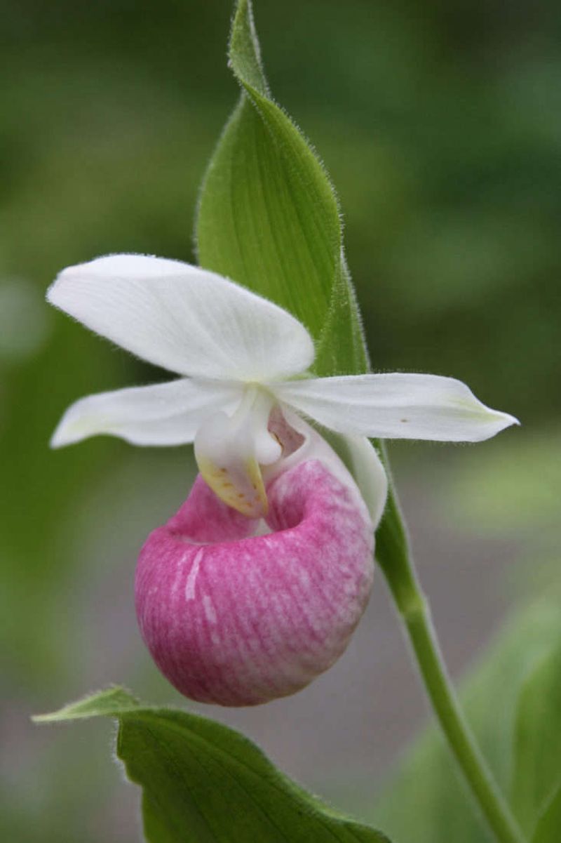 Cypripedium Reginae (Showy Lady's Slipper Orchid)