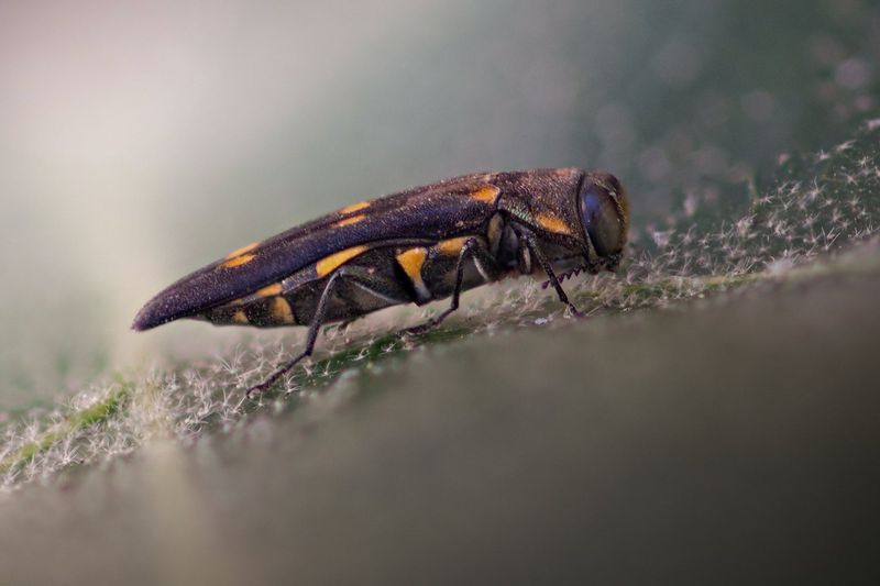 Goldspotted Oak Borer