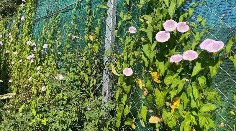 How Bindweed Takes Over So Fast