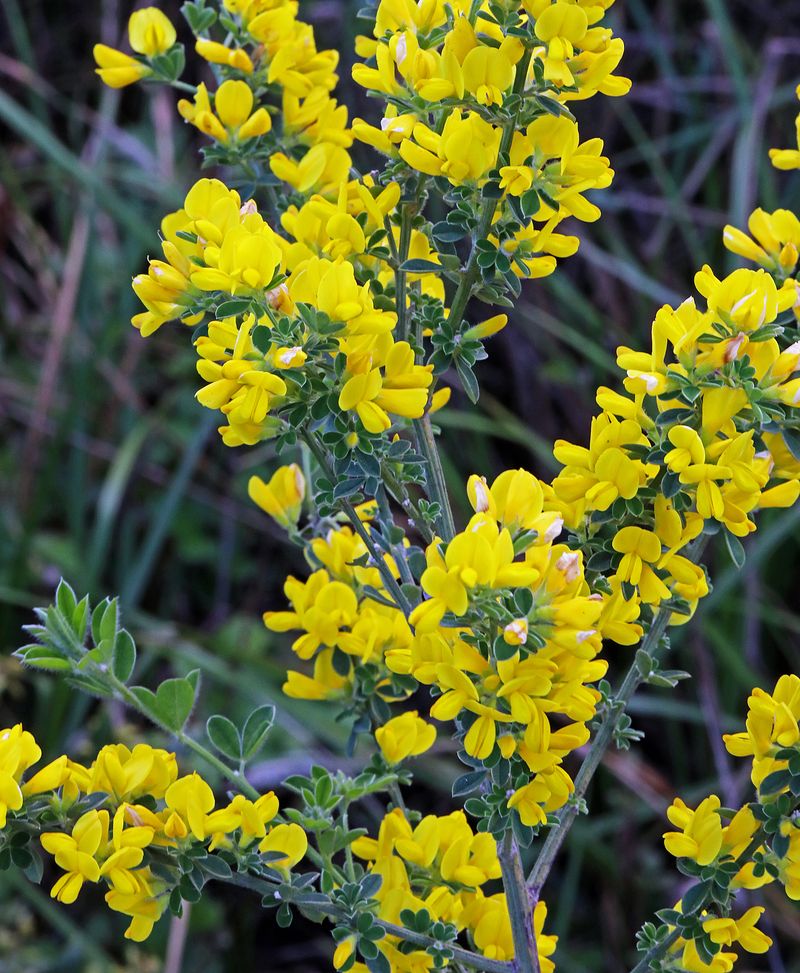 California's Ecosystem Faces A Serious Threat