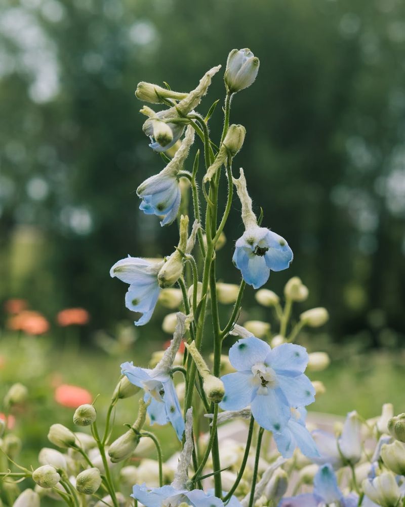Delphinium Takes Center Stage In 2026 Gardens
