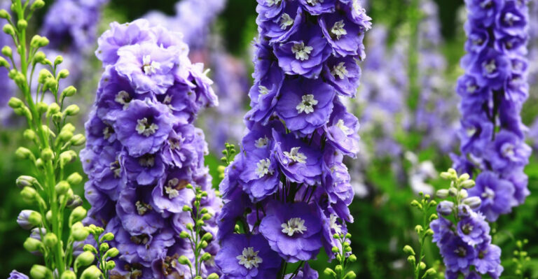 delphinium flowers
