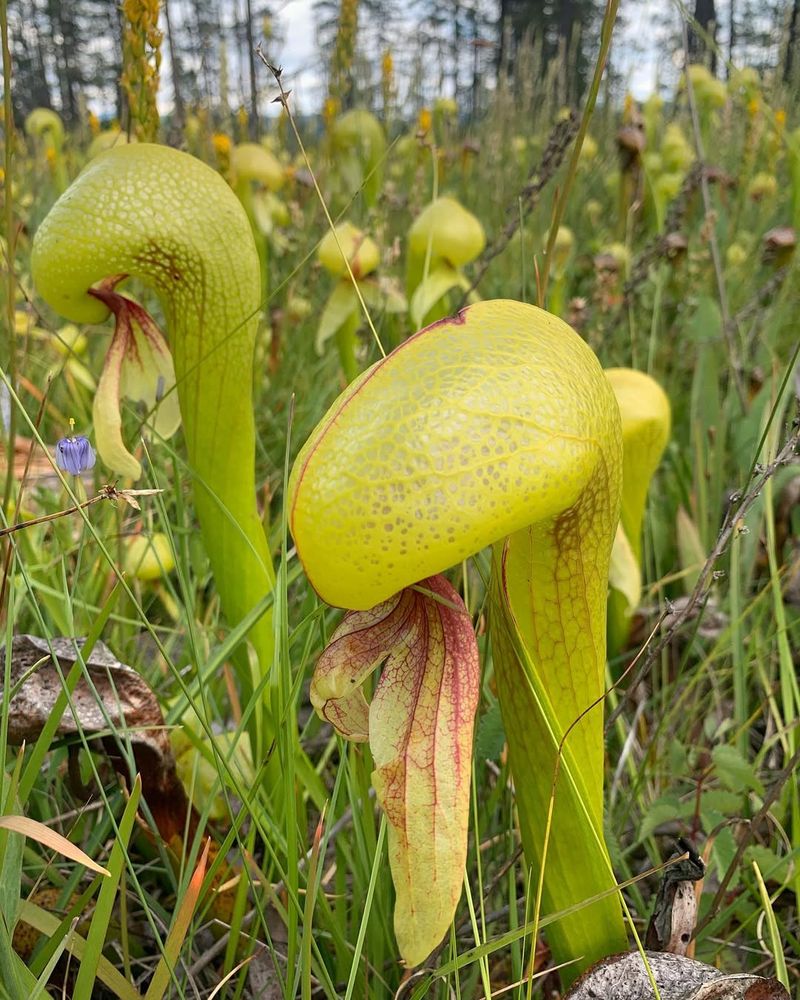 The Nature’s Little Predator