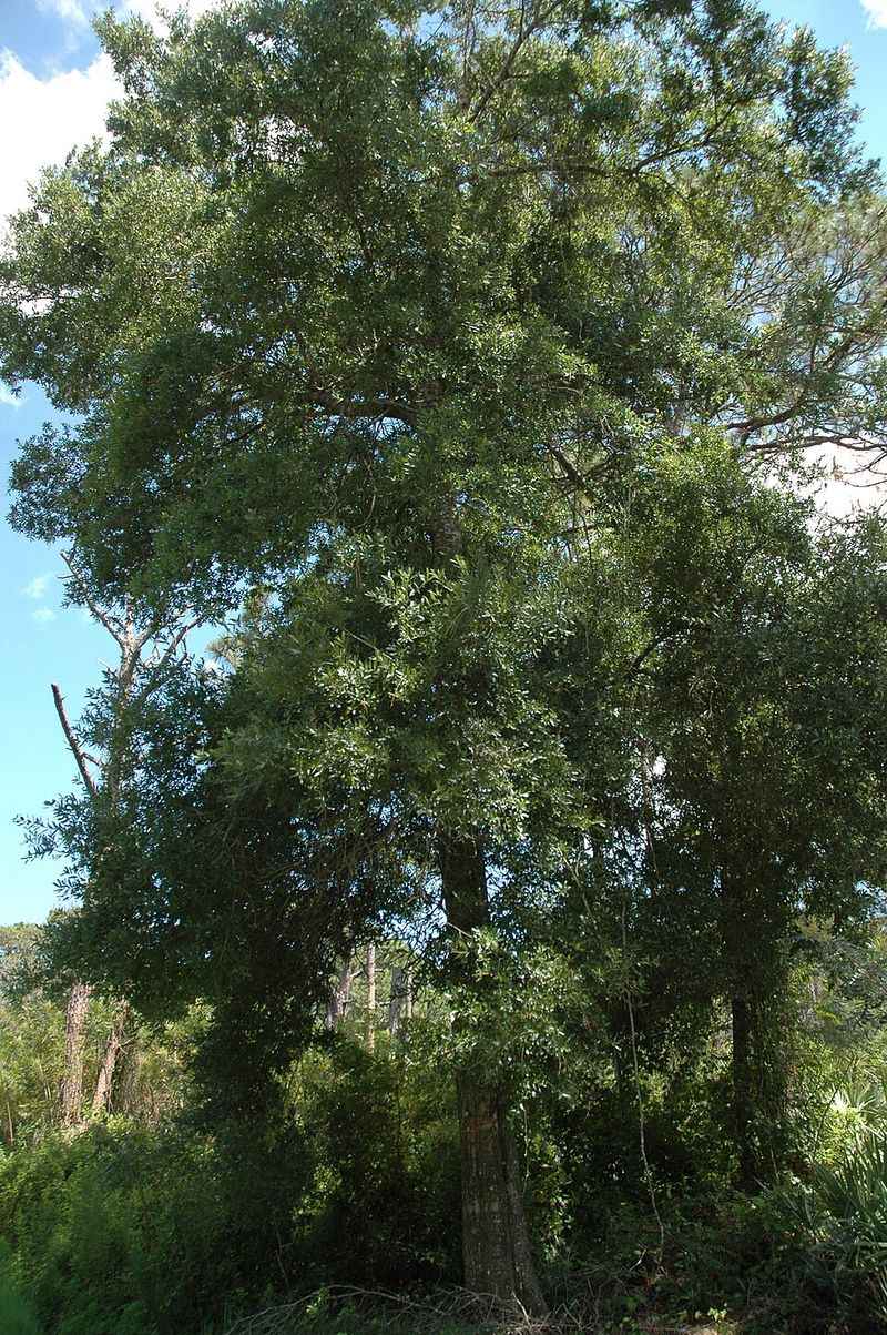 Laurel Oak