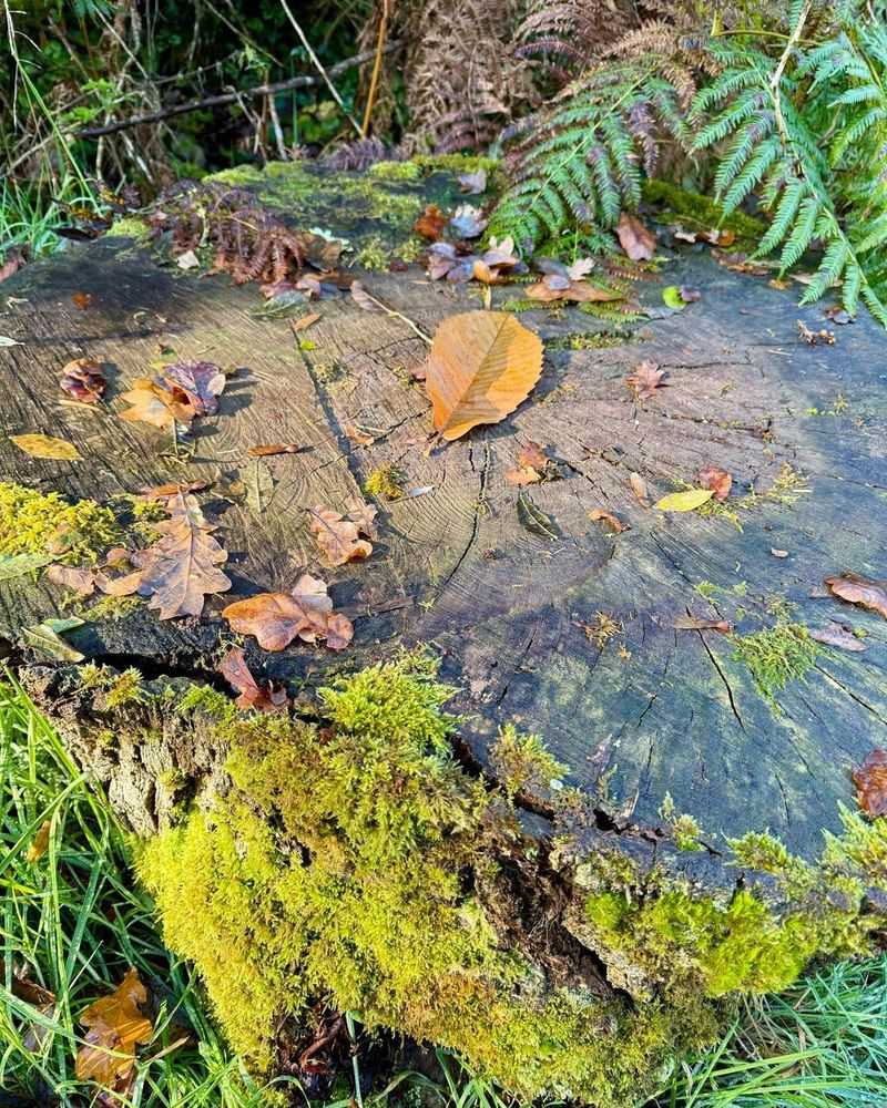 Leftover Plant Debris Feeds Pest Problems